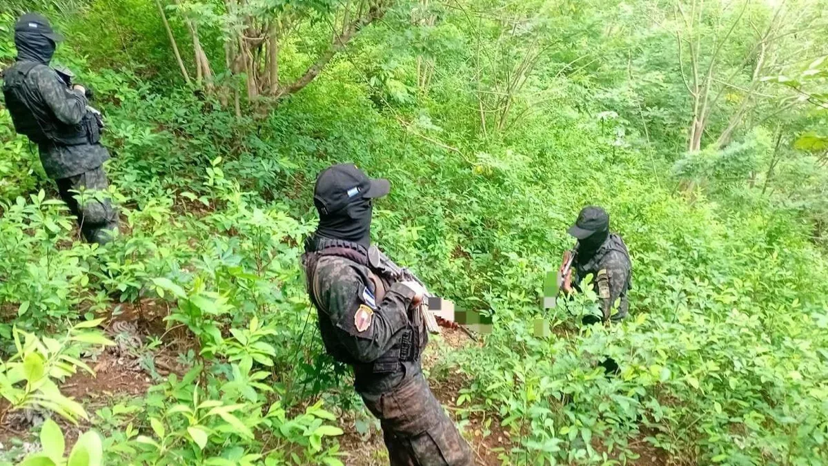 FFAA incautan 8,250 arbustos de presunta hoja de coca en Honduras