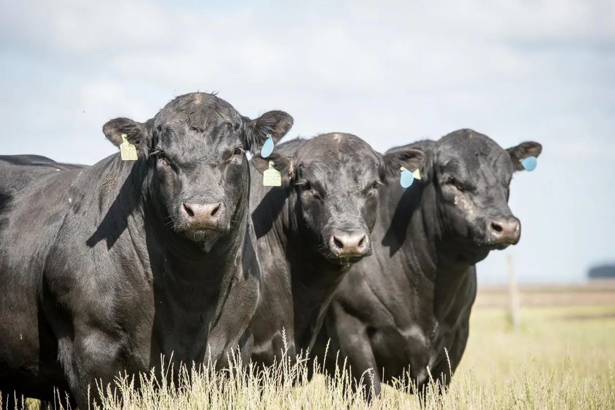 Do pasto ao prato: como Angus transformou pecuária brasileira