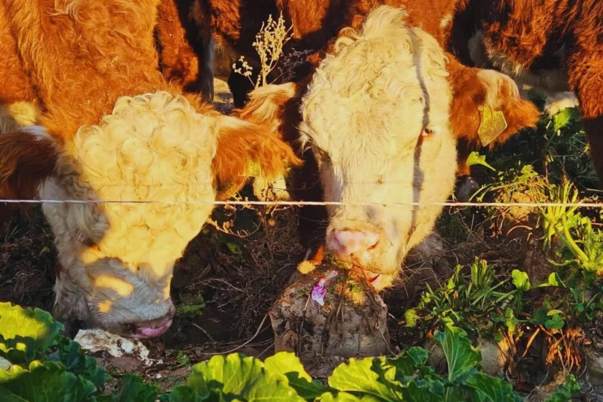 El secreto detrás de una carne con más del doble de omega-3