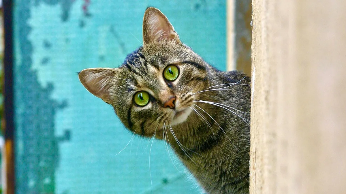 Que nome se dá ao medo a gatos? O quiz com algumas das mais insólitas fobias