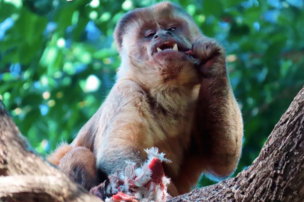 Na falta de frutas e vegetais, macacos-prego caçam de aves a gambás