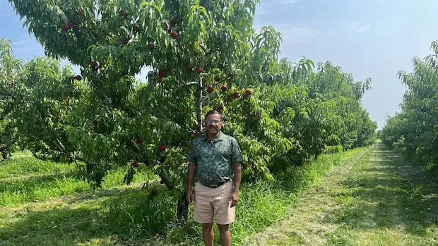 Peach trees in Ontario's Niagara region under threat due to recent historic flooding