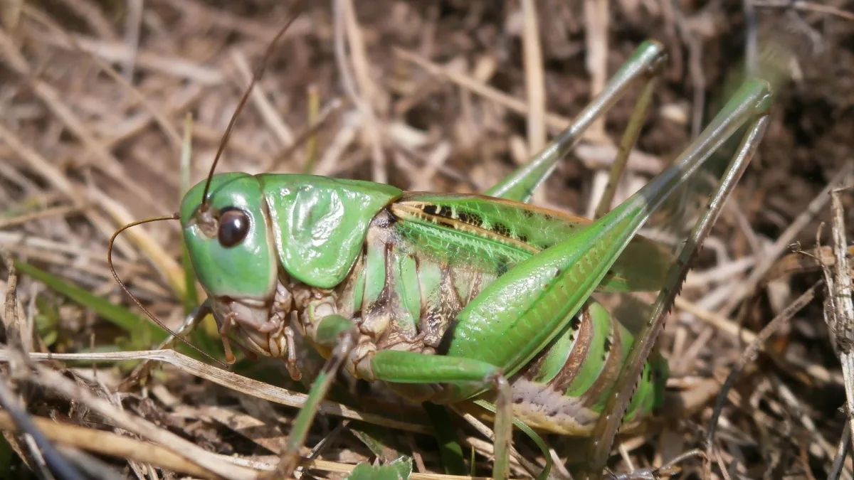 Naturlaute: Klänge der Jurazeit