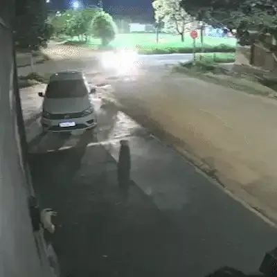 Motorista foge após atropelar cachorro comunitário na região do Tijuca