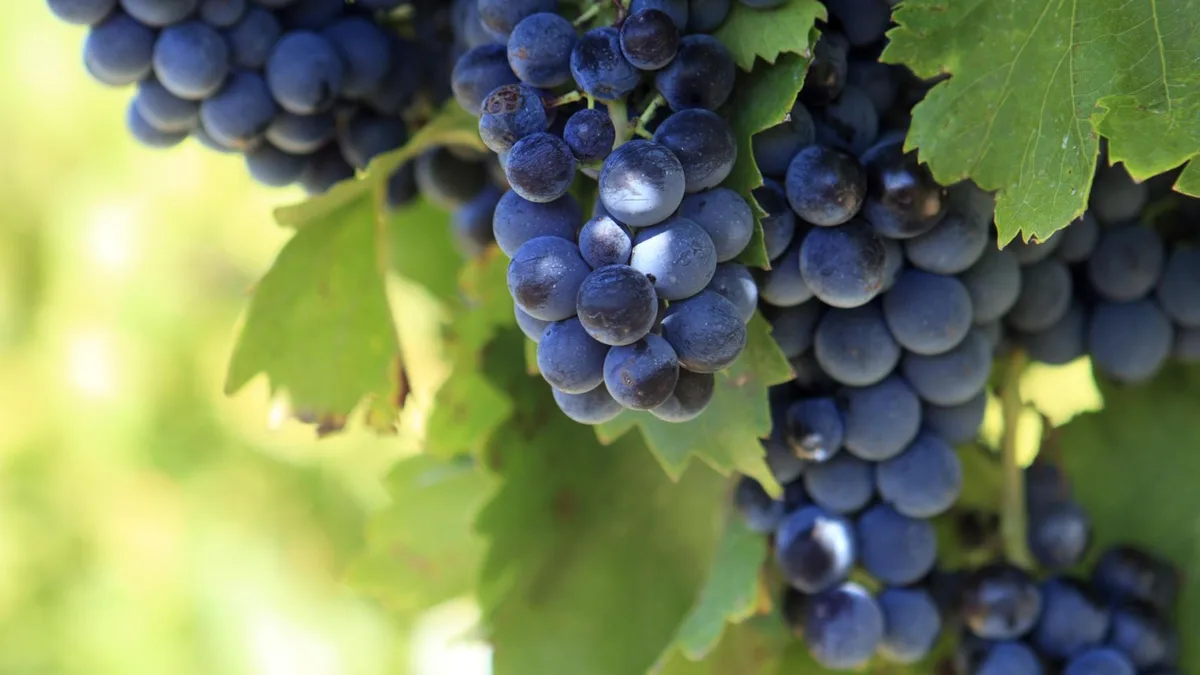 Ya está en vigor: replantar viñedos en zonas más adecuadas al cambio climático podrá recibir ayudas en España