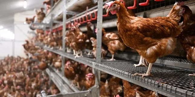Bien-être animal : comment les éleveurs de poules pondeuses anticipent l’interdiction à venir des cages