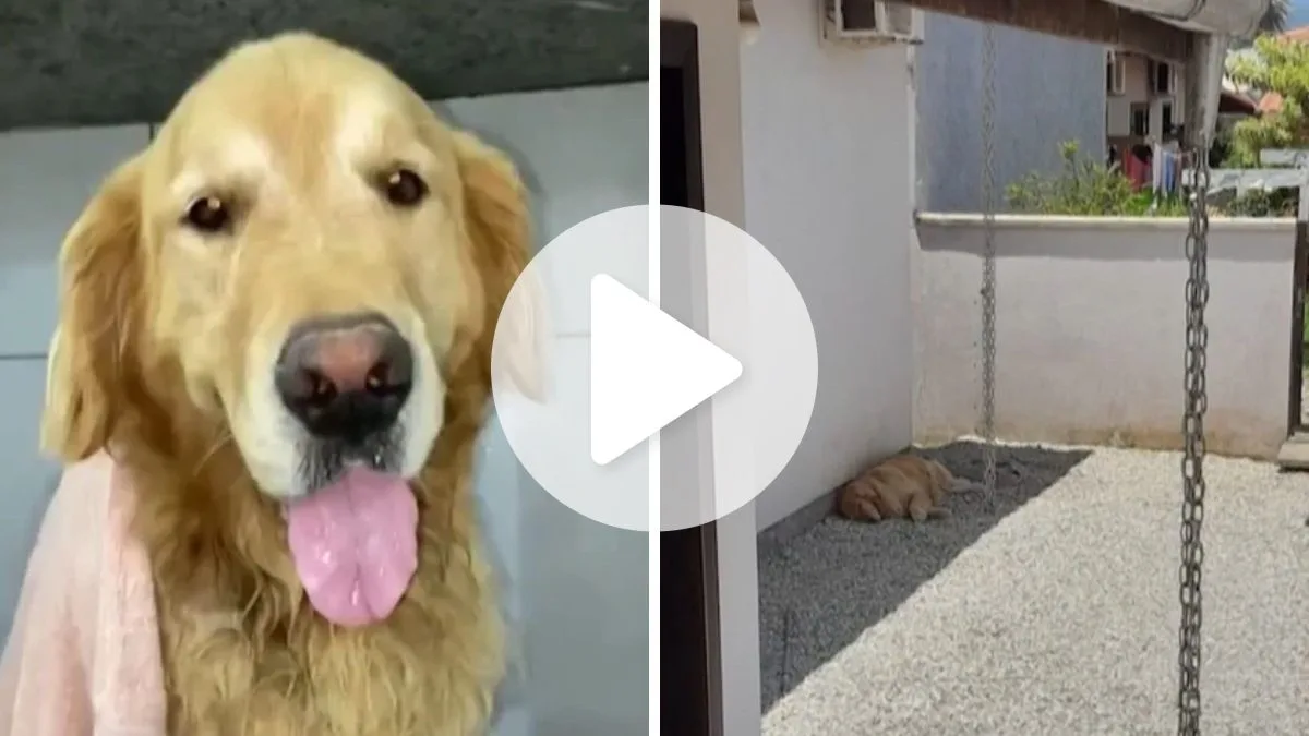 Godofredo, cachorro resgatado por maus-tratos em SC, é devolvido para antiga tutora após disputa judicial