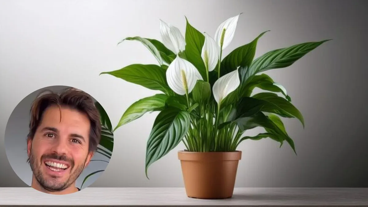 Álvaro Pedrera, jardinero: “El lirio de la paz, la diva de las plantas; es de las más populares pero también decepciona”