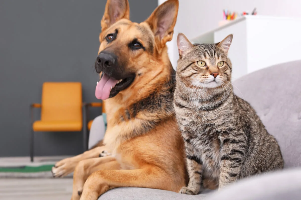 Cachorro e gato podem comer comida humana? Veterinário explica