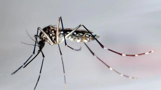 Von Mücken übertragen: So viele Dengue-Fälle in Florida wie seit Jahrzehnten nicht