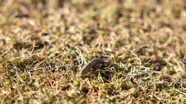 Insekten: Raupeninvasion in der Schweiz: 50 Hektar kahlgefressen