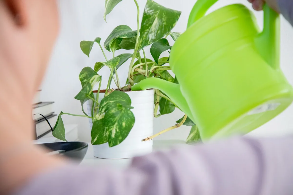 Las señales de que estás regando mal tus plantas y cómo detectarlas
