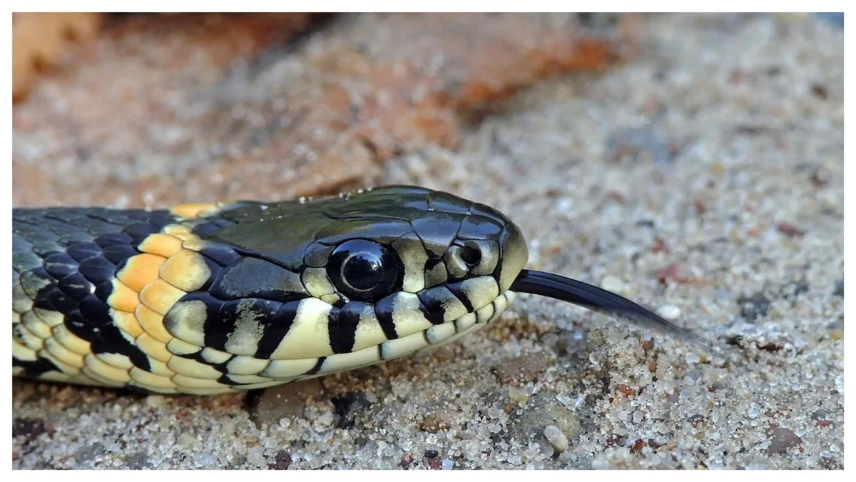 Maha govt makes snakebite notifiable disease, reporting of cases compulsory