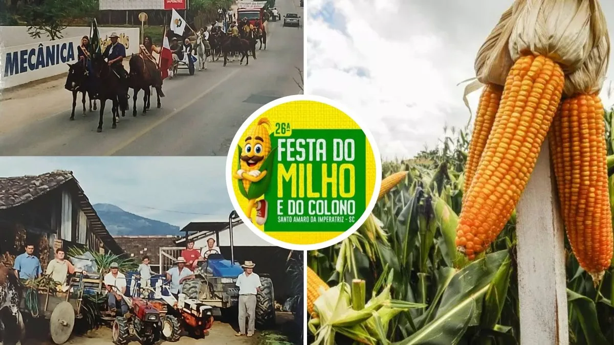 Maior produtora de milho verde de SC, cidade de quase 30 mil habitantes, mantém tradição de 26 anos com desfile de tratores agrícolas e carros de boi