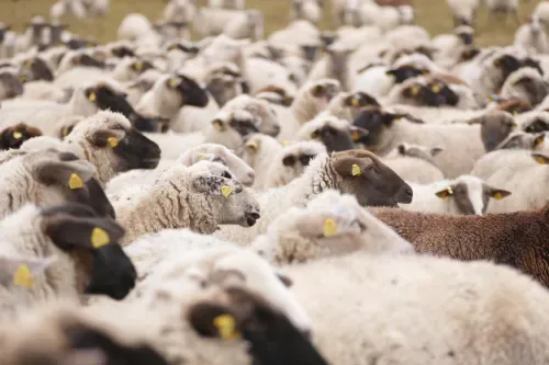 The little-known South African farming business that generated R6.7 billion last year