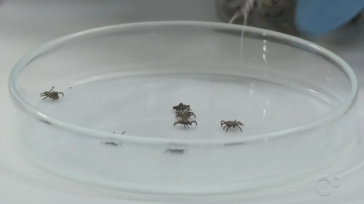 Americana confirma terceira morte por febre maculosa no ano