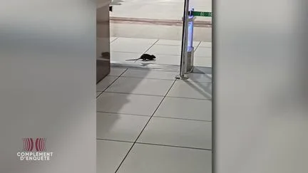 Des rats qui se baladent dans les rayons d'un hypermarché Carrefour : images exclusives dans "Complément d'enquête"