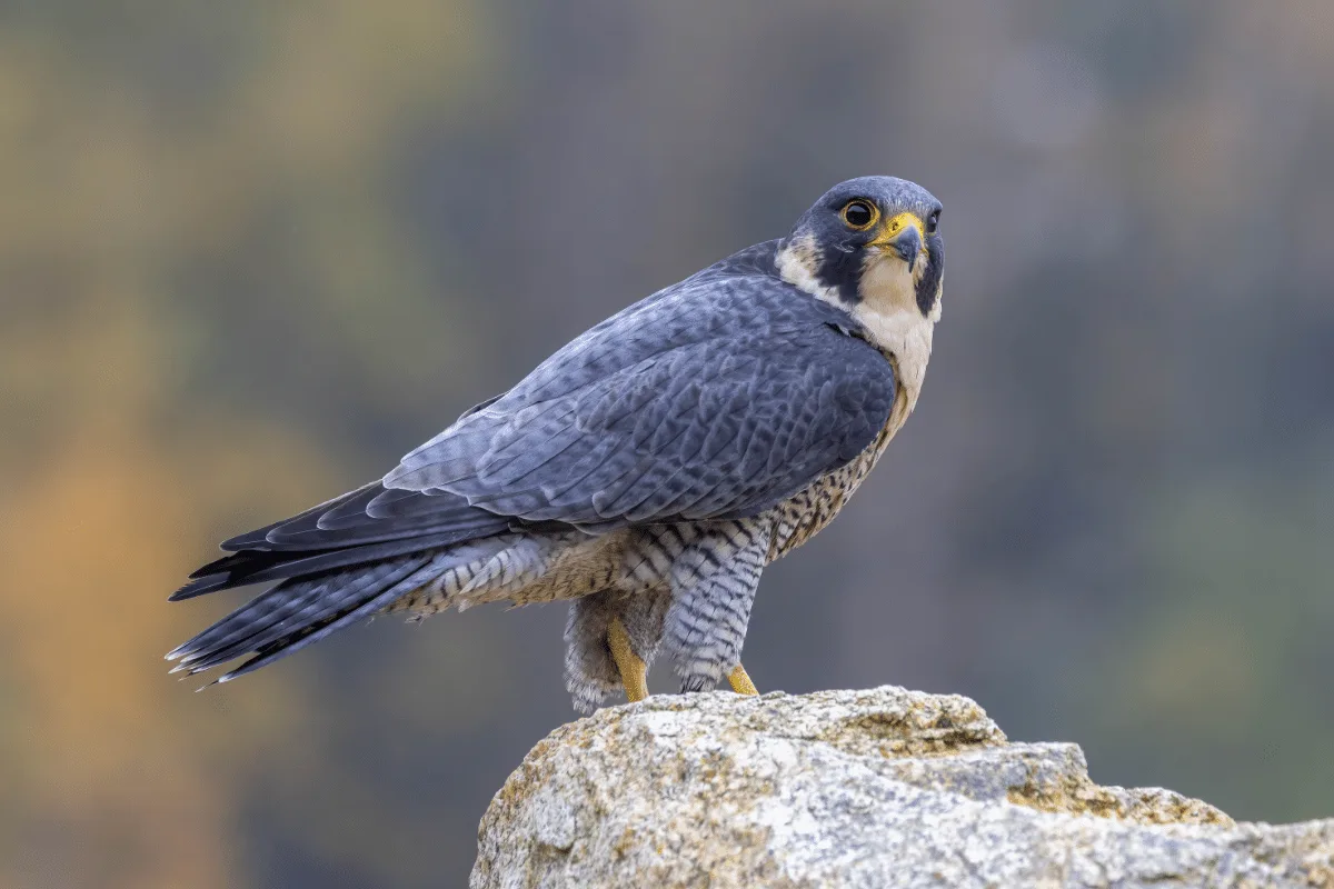 Animal mais rápido do mundo: conheça o falcão-peregrino, ave que atinge velocidades impressionantes