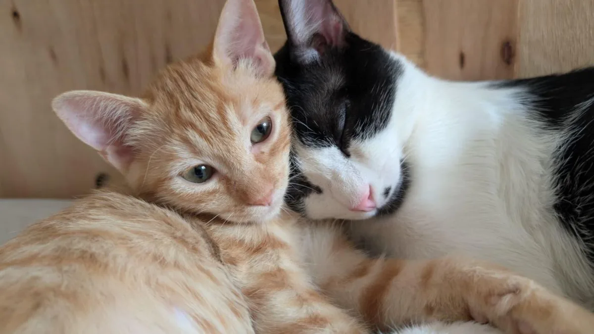 Los psicólogos coinciden: las personas que hablan con sus gatos tienen más inteligencia emocional y más sensibilidad