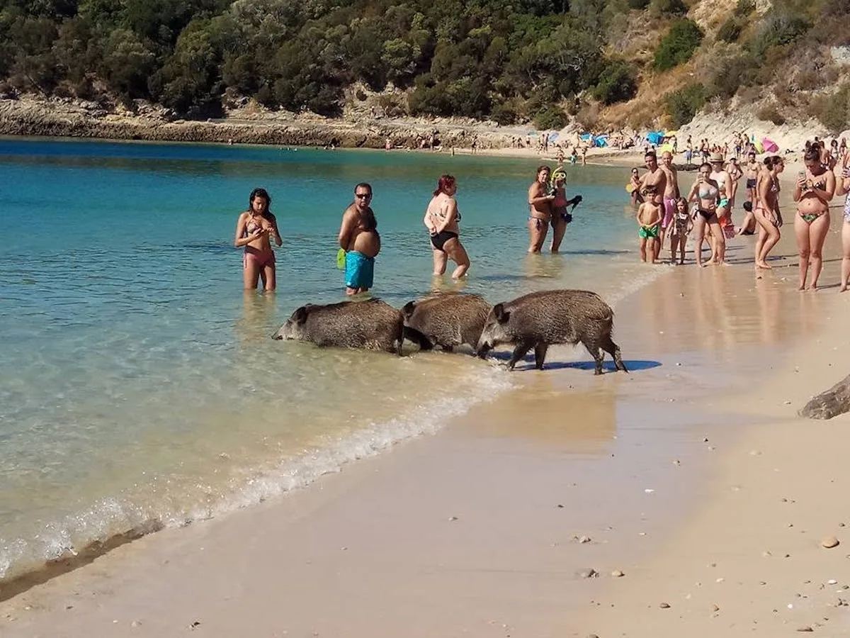 Aumento de javalis leva ao abate de 6450 animais em Lisboa e Vale do Tejo
