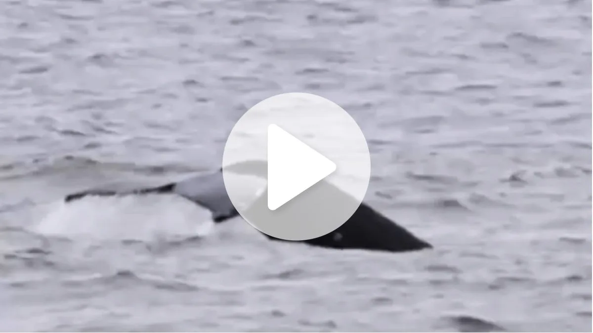 VÍDEO: Baleia surge perto da costa em SC e faz ‘dança no mar’ após horas de espera por grupo de amigos