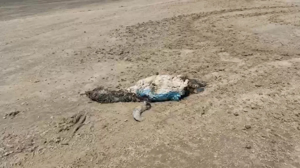 Pinguins são encontrados mortos em praia do Litoral Norte do RS