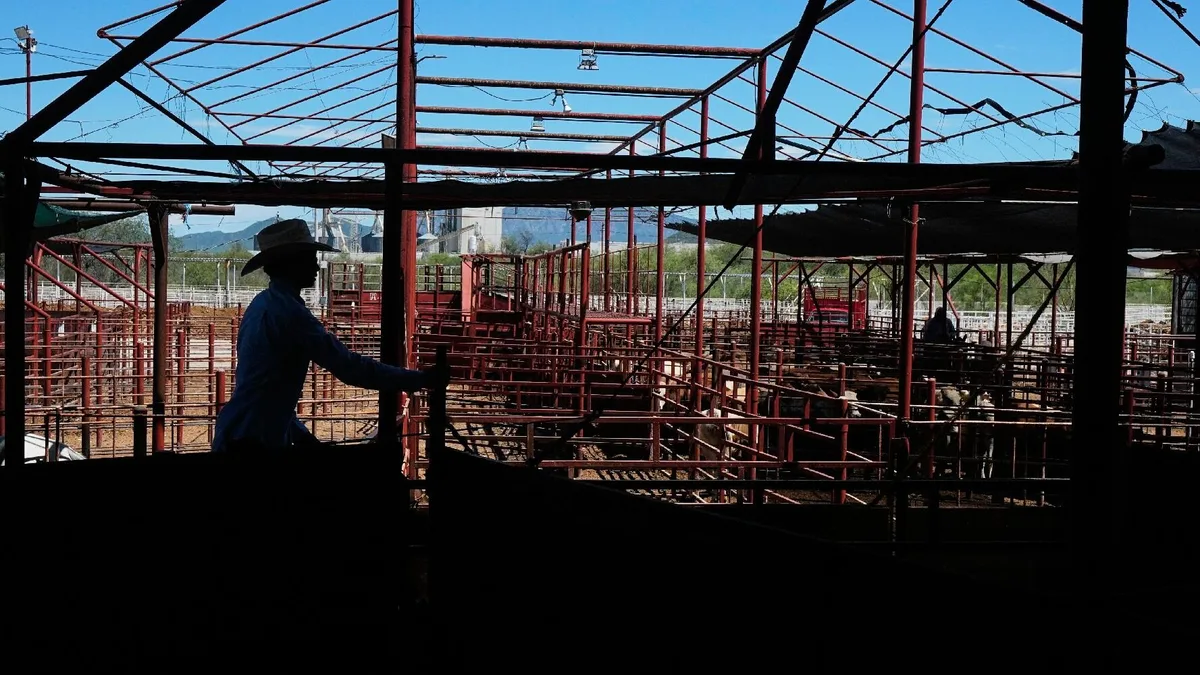 Ganaderos mexicanos se preparan para exportar a EU: Enfrentarán filtros para evitar al gusano barrenador