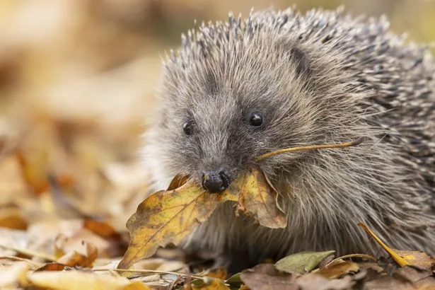 Expert shares 'vital' change to make gardens safer for hedgehogs