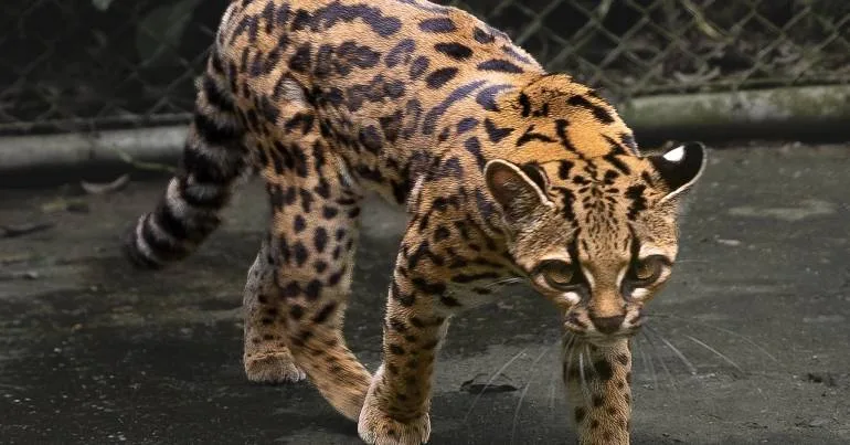 Nova espécie de felino descoberta na Bolívia