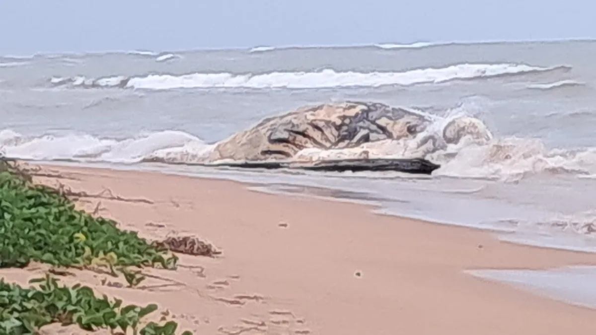 Segunda baleia-jubarte é encontrada morta no litoral do ES em menos de 24h