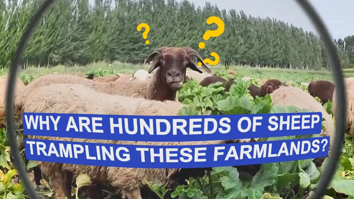 Why are hundreds of sheep trampling these farmlands?