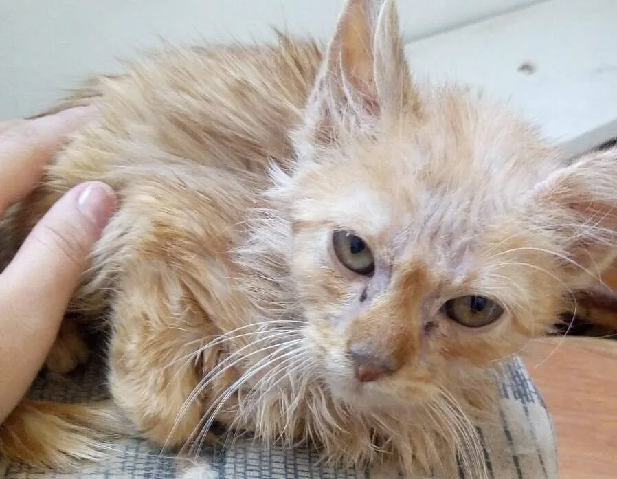 ONG pede ajuda para salvar gato Jake de infecção dentária