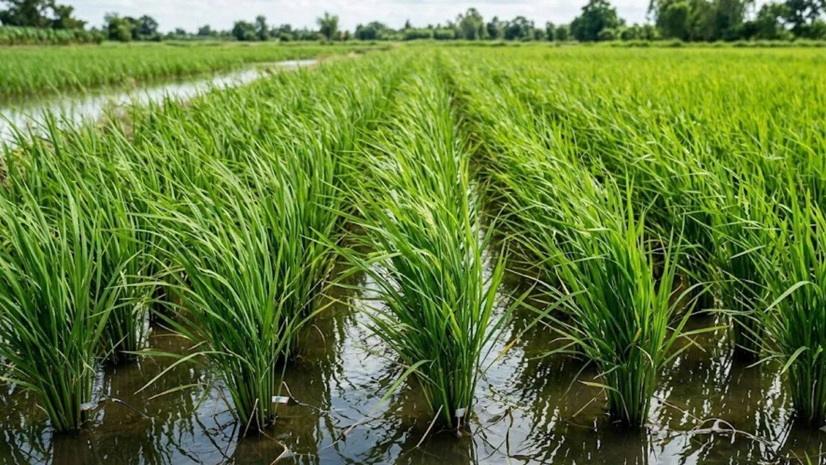 Scientists turned rice plants into tiny power sources and reduced methane from paddy fields