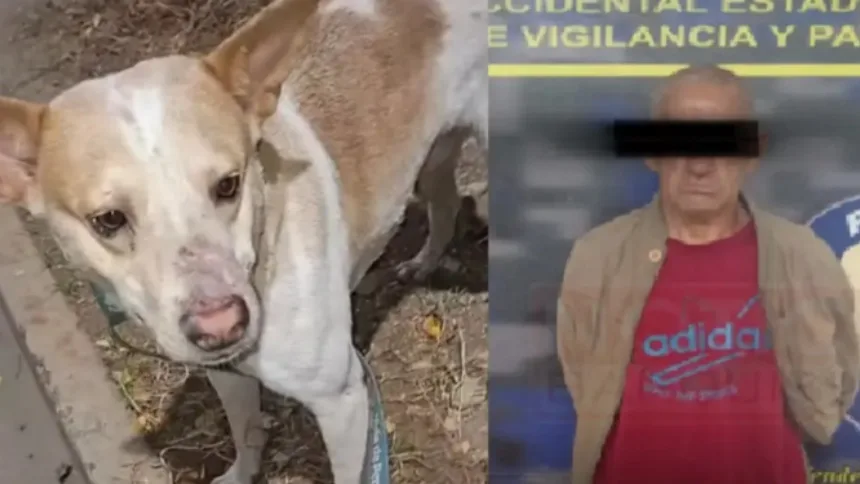 IMÁGENES SENSIBLES | Detuvieron a hombre acusado de cometer zoofilia contra un perro en Lara: así lo descubrieron en pleno acto