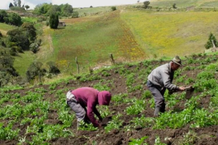 Alerta en sector agrario por demanda judicial contra Zonas de Reserva Campesina: “Ponen en riesgo a quienes viven y trabajan en esas hectáreas”