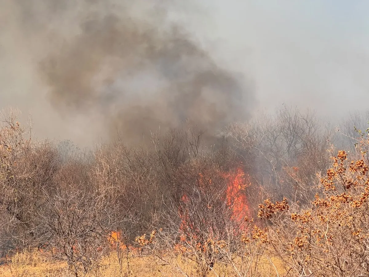 Piauí lidera em número de focos de incêndio com quase 280 registros em 24 horas, conforme o INPE