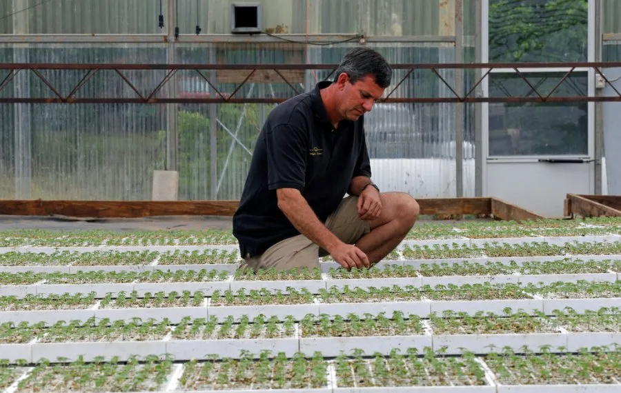 The hemp loophole has become a national intoxicant market