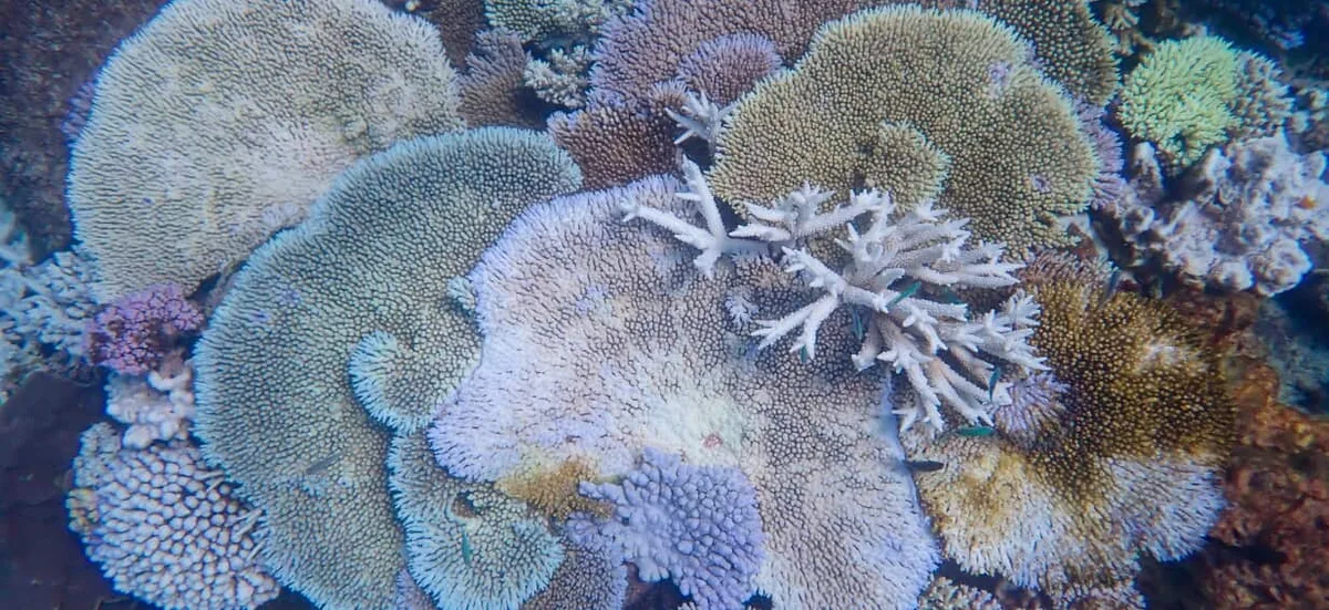The El Niño backdrop that could spell trouble off Australia's coast