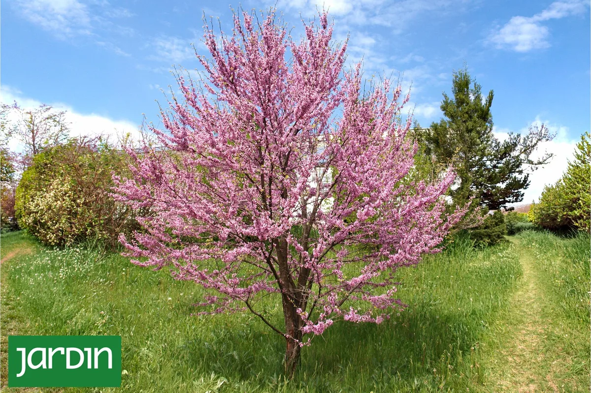 El árbol que florece antes de tener hojas y se convierte en un espectáculo rosado
