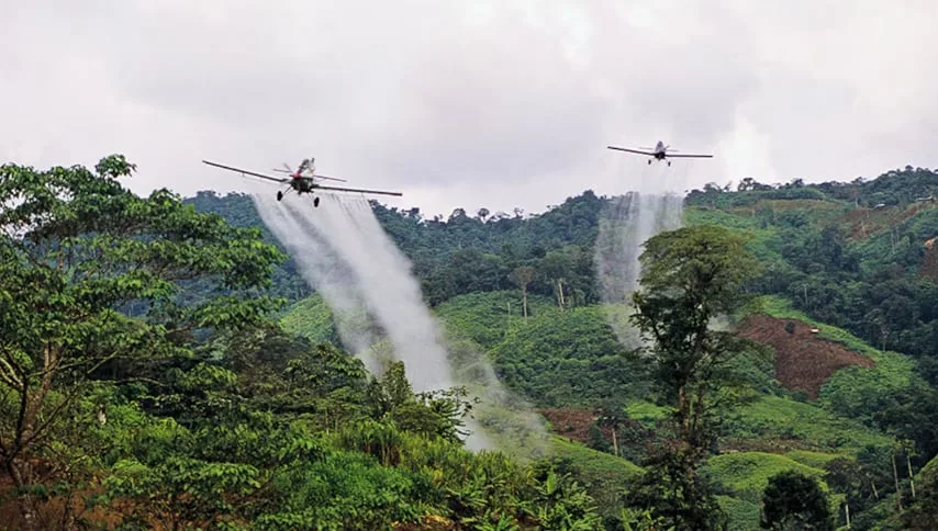 Juez mantiene suspendida la fumigación aérea de cultivos de coca con glufosinato en Putumayo: estas son las razones