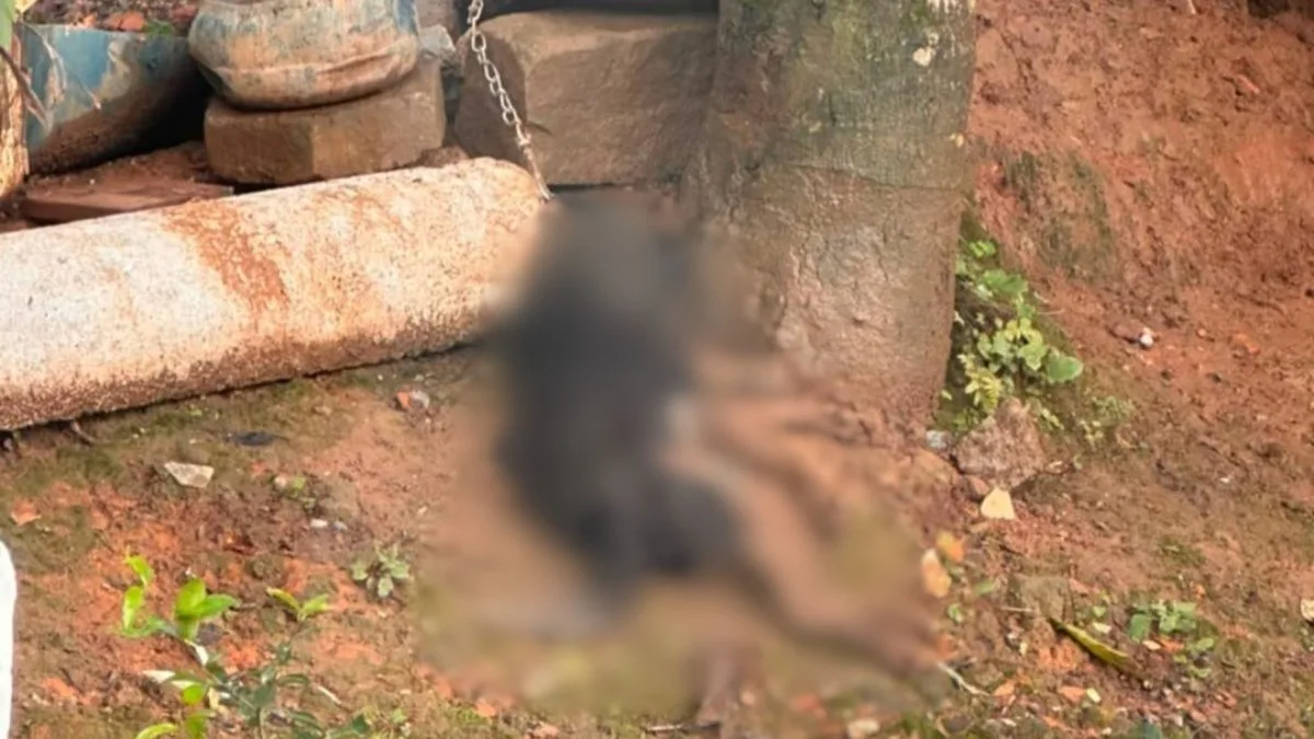 VÍDEO: Cachorro é encontrado morto após ficar preso a corrente em Joinville