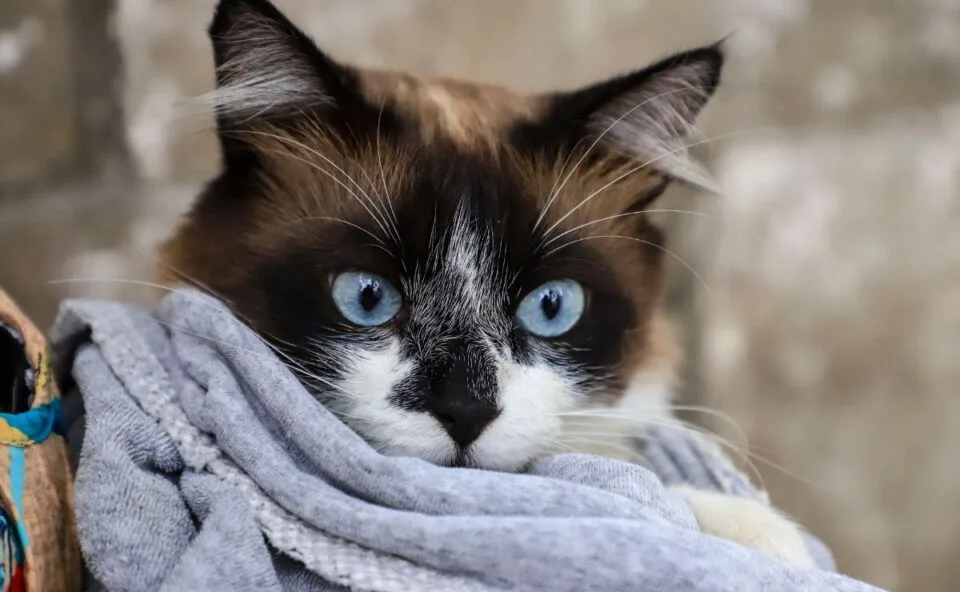 Ainda dá tempo! Curitiba tem vagas para vacinação gratuita de cães e gatos; veja locais e datas