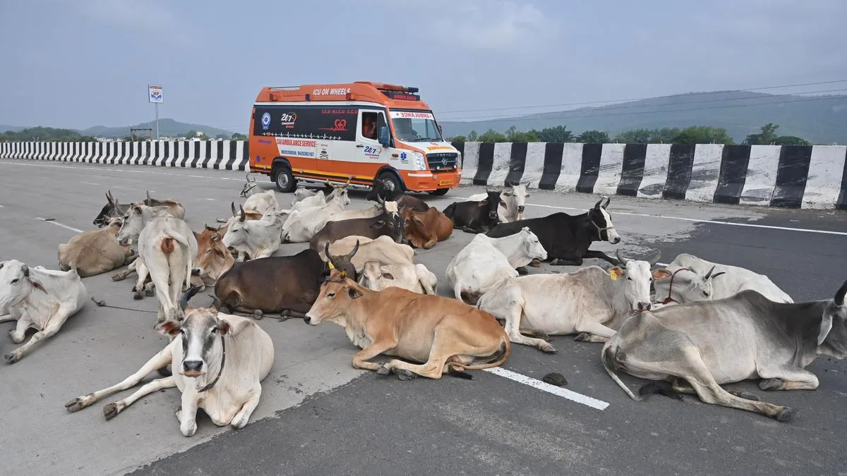 New high-speed corridors to get boundary wall to prevent cattle menace