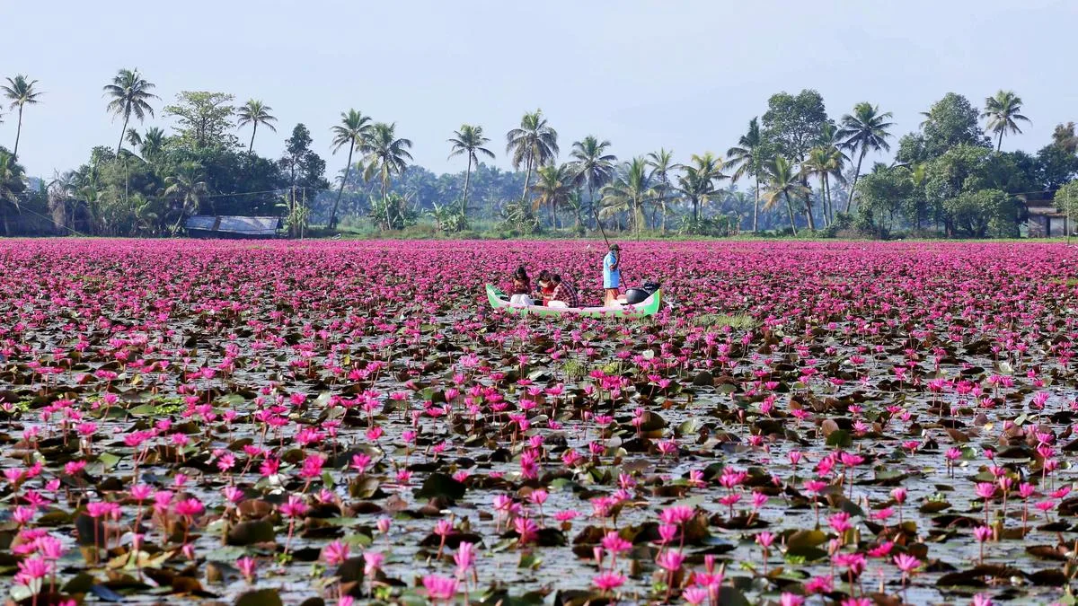 Pretty in pink, but Malarikkal’s lilies worry ecologists