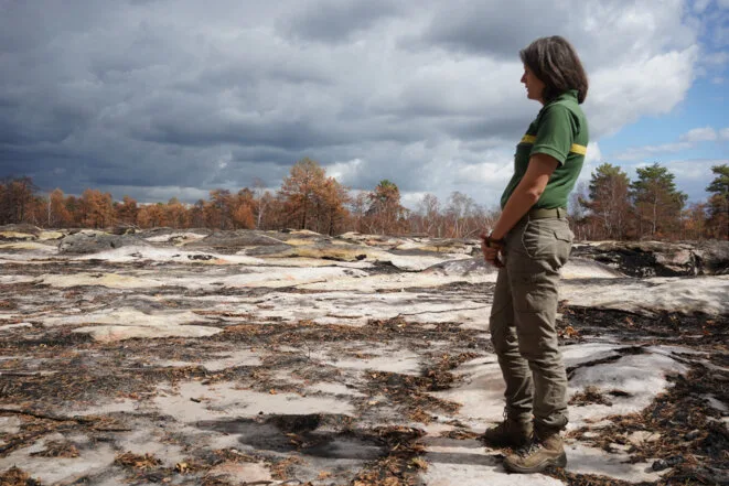 Fontainebleau, après les feux: la difficile reconstruction d’une forêt très fréquentée