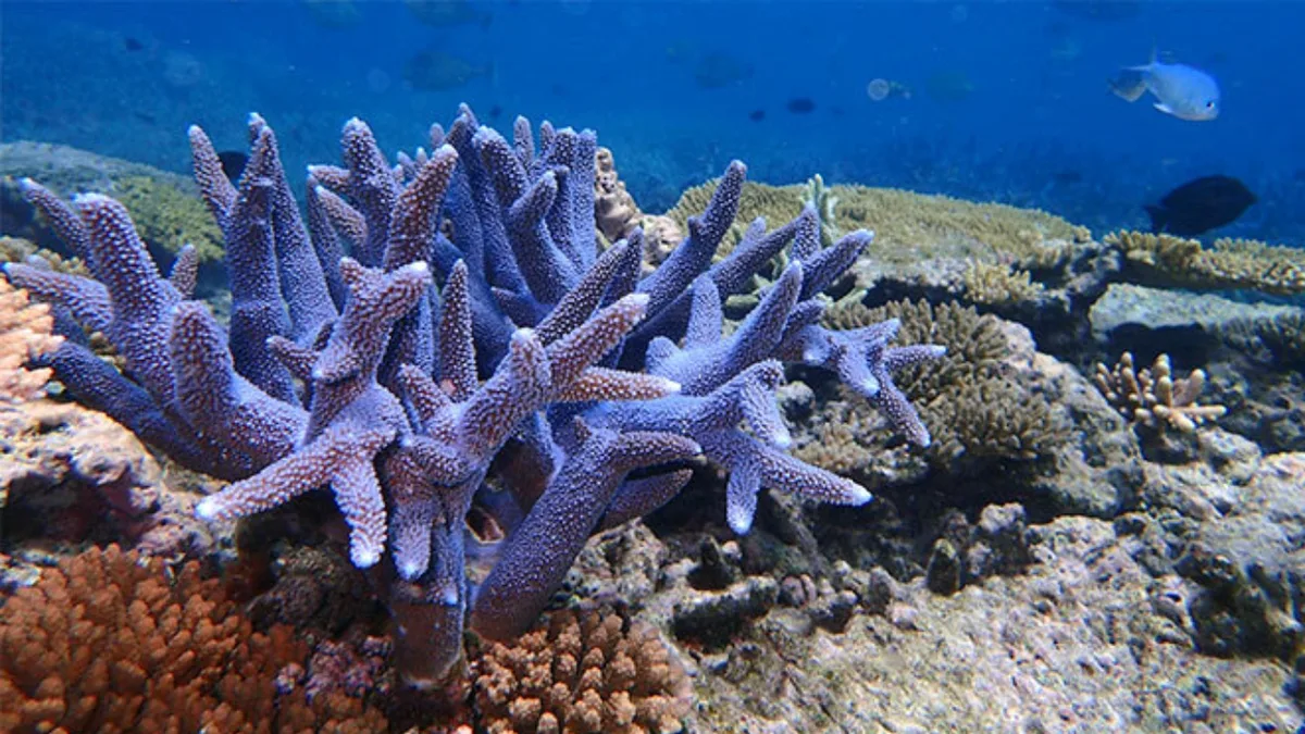 In 2015, Hawaii rescued fragments of a coral found only in Kaneohe Bay; after its wild colonies...