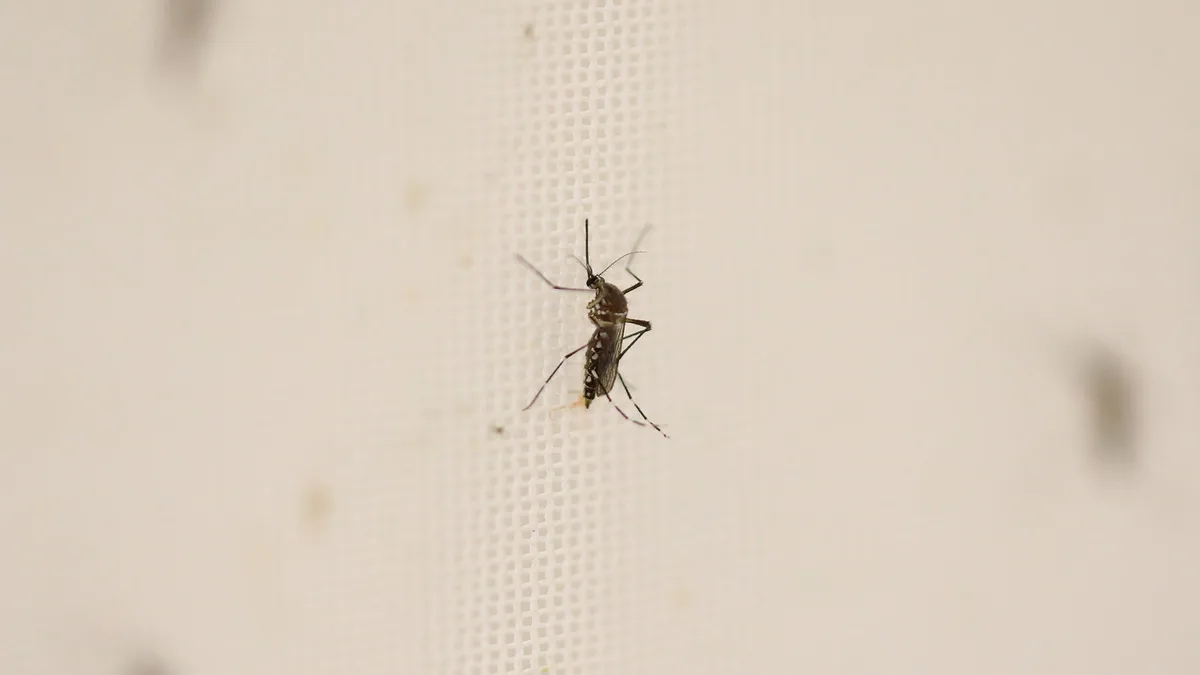 Un cas autochtone de chikungunya détecté dans le Val-de-Marne, un première en Île-de-France depuis le début de l'année