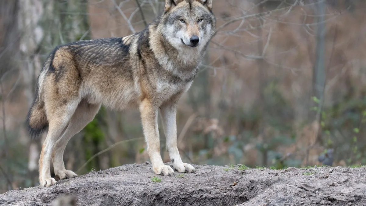Justiz: Oberverwaltungsgericht erlaubt Jagd auf Westerwälder Wolf