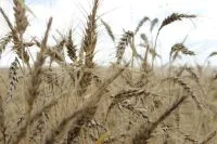 Não é só no Brasil: El Niño preocupa agro da Argentina, Uruguai e Paraguai