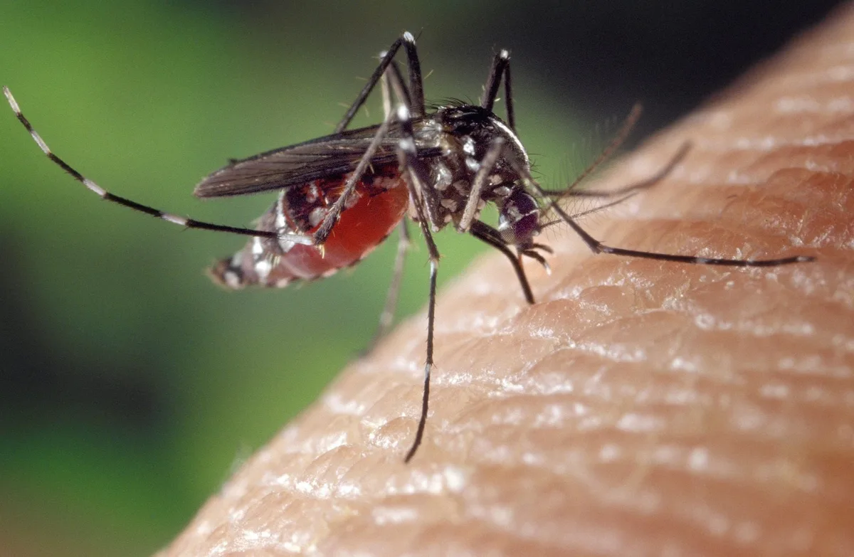 El chikungunya triplica sus casos en España y obliga a extremar la vigilancia sobre el mosquito tigre: cómo prevenirlo